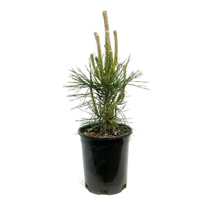 Pine, 1 gal, Mountain