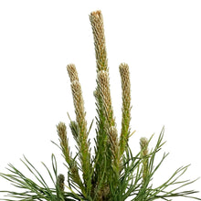 Load image into Gallery viewer, Pine, 1 gal, Mountain
