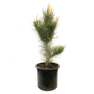 Pine, 10 gal, Ponderosa