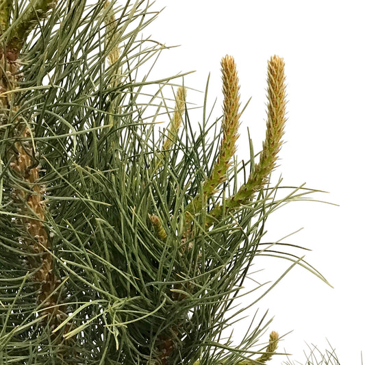 Pine, 10 gal, Ponderosa