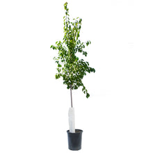 Load image into Gallery viewer, Plum, 5 gal, Queen of Hearts
