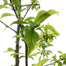 Load image into Gallery viewer, Plum, 5 gal, Queen of Hearts
