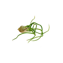 Load image into Gallery viewer, Tillandsia Bulbosa 3-4in
