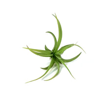 Load image into Gallery viewer, Tillandsia Brachycaulous Multiflora
