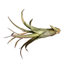 Load image into Gallery viewer, Tillandsia Brachycaulous Multiflora
