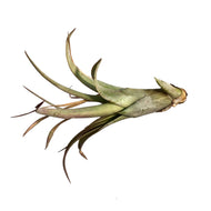 Tillandsia Brachycaulous Multiflora