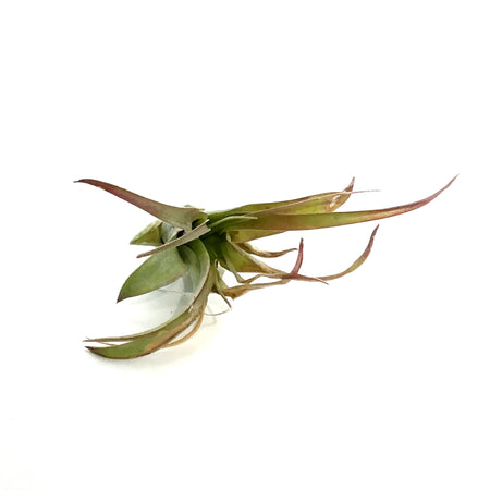 Tillandsia Brachycaulous Multiflora