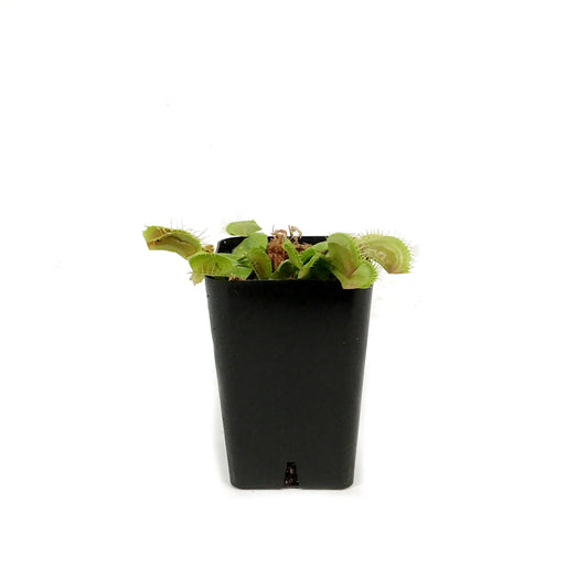 Venus Flytrap, 2.25in, Green