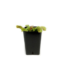 Load image into Gallery viewer, Venus Flytrap, 2.25in
