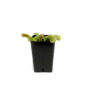 Venus Flytrap, 2.25in