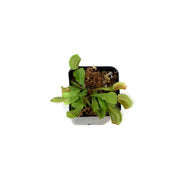 Venus Flytrap, 2.25in, Green