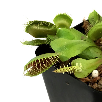 Venus Flytrap, 2.25in, Green