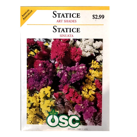 Statice Art Shades Seeds, OSC
