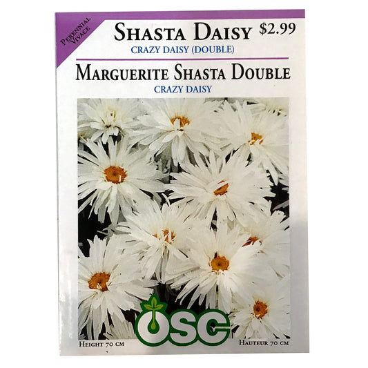 Shasta Daisy Crazy Daisy Double Seeds, OSC