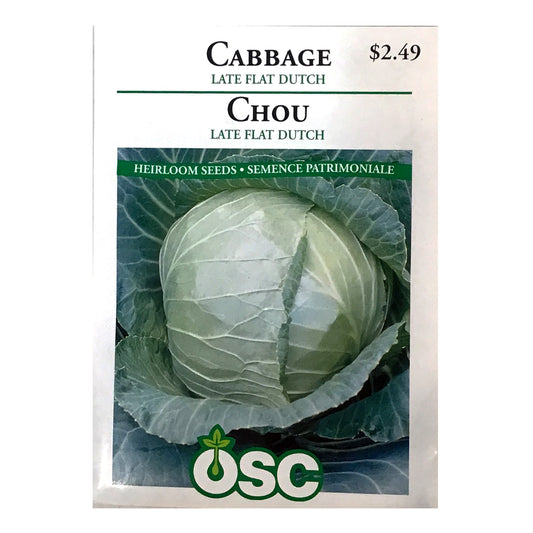 Cabbage - Late Flat Dutch Seeds, OSC