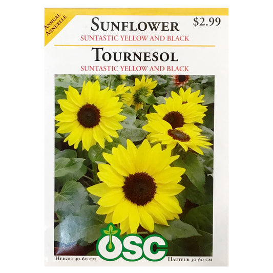 Sunflower - Suntastic Yellow and Black Seeds, OSC