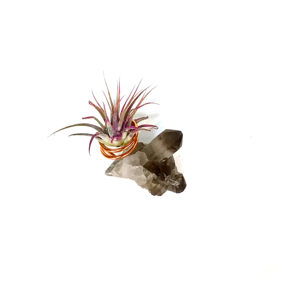Tillandsia Ionantha Mounted on Smoky Quartz