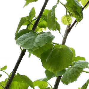 Linden, 5 gal, Little Leaf