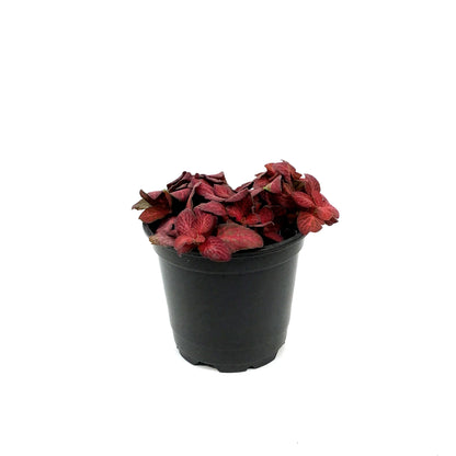 Fittonia, 4in, Nerve Plant Red Flame