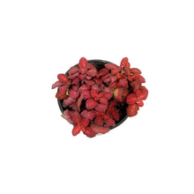 Load image into Gallery viewer, Fittonia, 4in, Nerve Plant Red Flame
