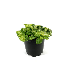 Load image into Gallery viewer, Fittonia, 4in, Nerve Plant Joly Lemon
