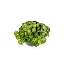 Load image into Gallery viewer, Fittonia, 4in, Nerve Plant Joly Lemon
