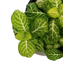 Load image into Gallery viewer, Fittonia, 4in, Nerve Plant Joly Lemon
