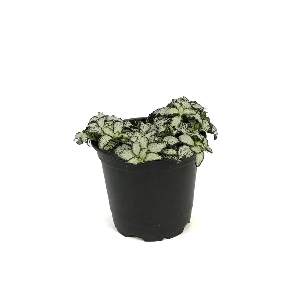 Fittonia, 4in, Nerve Plant Lovers