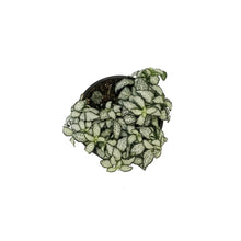Load image into Gallery viewer, Fittonia, 4in, Nerve Plant Lovers
