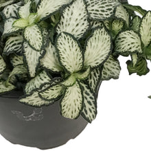 Load image into Gallery viewer, Fittonia, 4in, Nerve Plant Lovers

