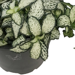 Fittonia, 4in, Nerve Plant Lovers