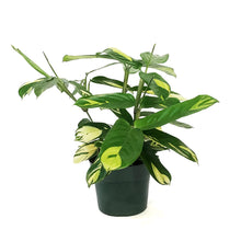 Load image into Gallery viewer, Ctenanthe, 6in, Golden Mosaic
