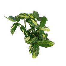 Load image into Gallery viewer, Ctenanthe, 6in, Golden Mosaic
