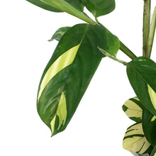 Load image into Gallery viewer, Ctenanthe, 6in, Golden Mosaic
