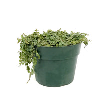 Load image into Gallery viewer, String of Turtles, 6in, Peperomia Prostrata
