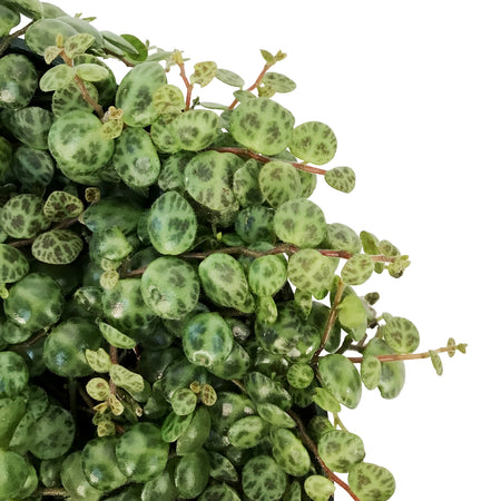 String of Turtles, 6in, Peperomia Prostrata