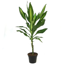 Load image into Gallery viewer, Dracaena, 4in, Cintho Cane
