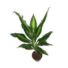 Load image into Gallery viewer, Dracaena, 4in, Cintho Cane
