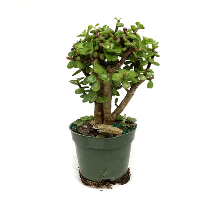 Bonsai, 4in, Jade, Standard Green