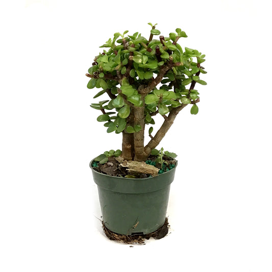 Bonsai, 4in, Jade, Standard Green