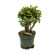 Bonsai, 4in, Jade, Standard Green