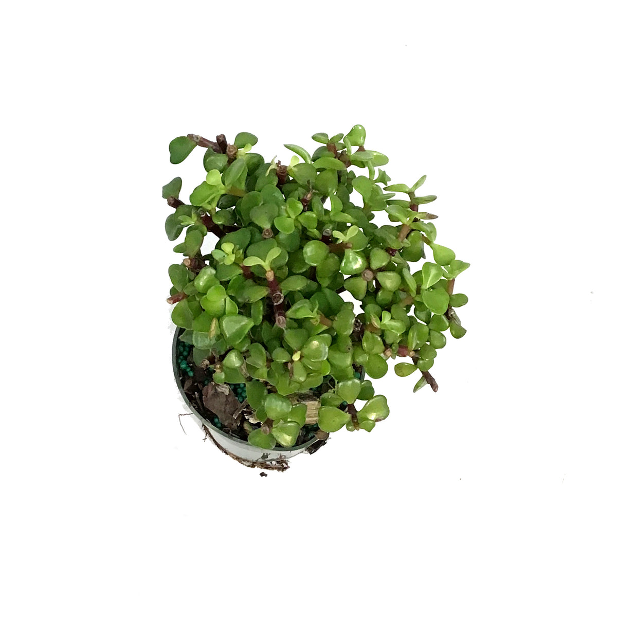 Bonsai, 4in, Jade, Standard Green