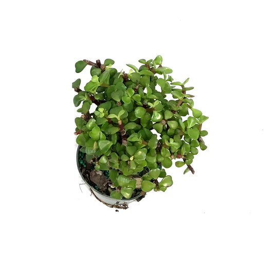 Bonsai, 4in, Jade, Standard Green