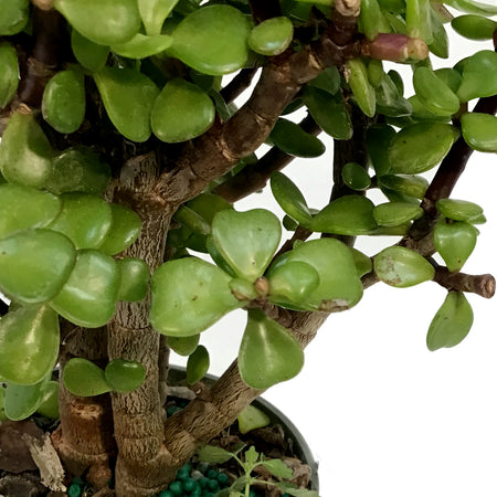 Bonsai, 4in, Jade, Standard Green