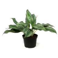 Aglaonema, 6in, Koh Samui