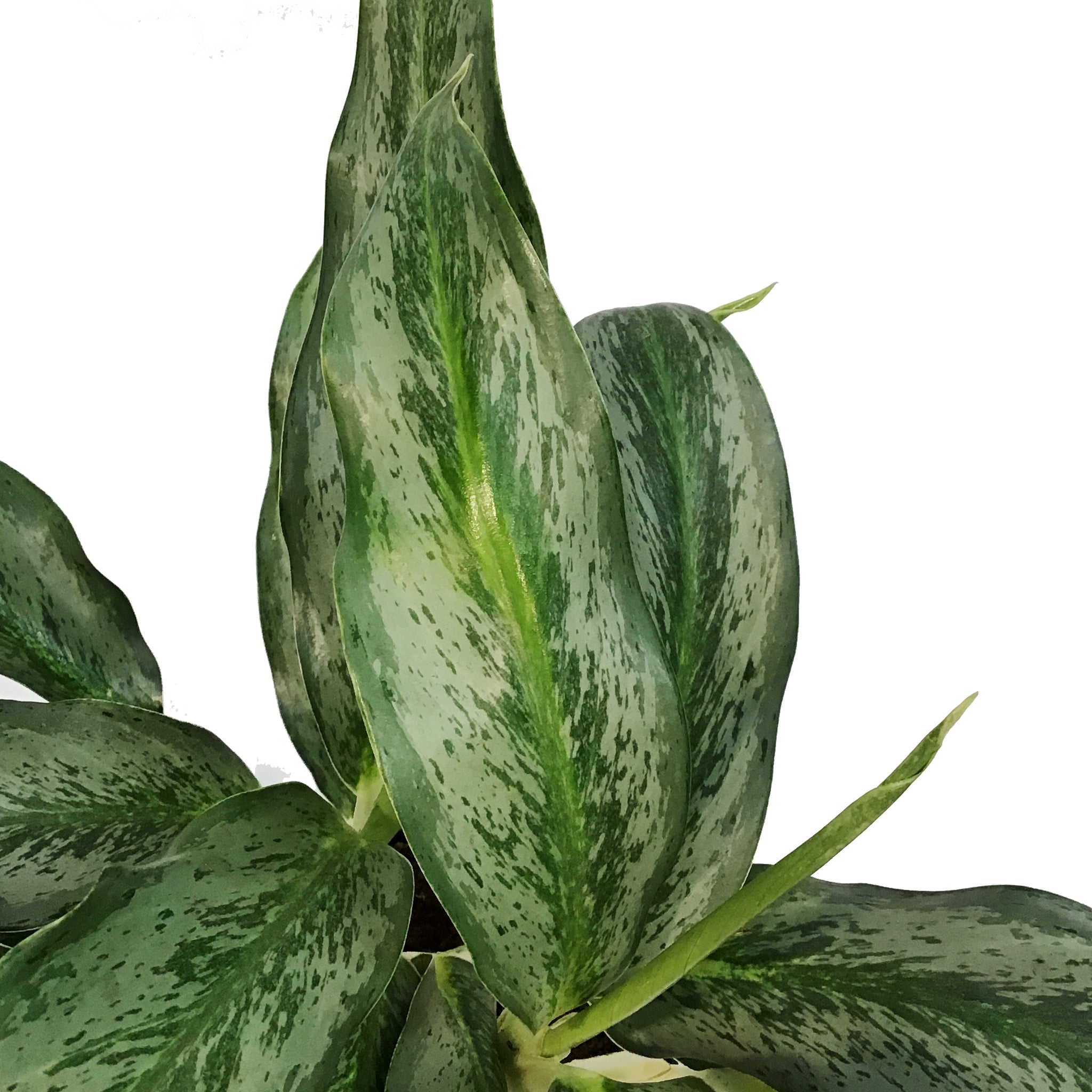 aglaonema koh samui Aglaonema, 6in, Koh Samui – Floral Acres Greenhouse & Garden Centre