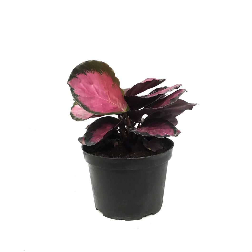 Calathea, 6in, Pink Star