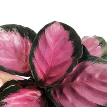 Load image into Gallery viewer, Calathea, 6in, Pink Star
