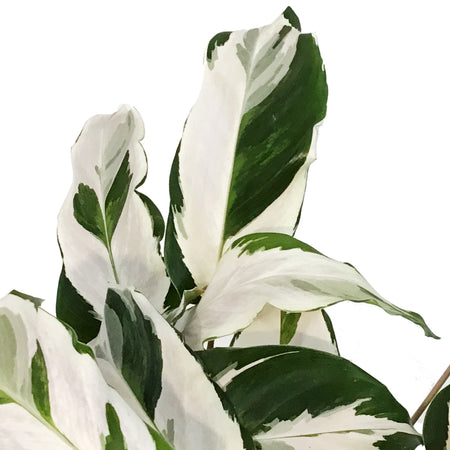 Calathea, 6in, Stella