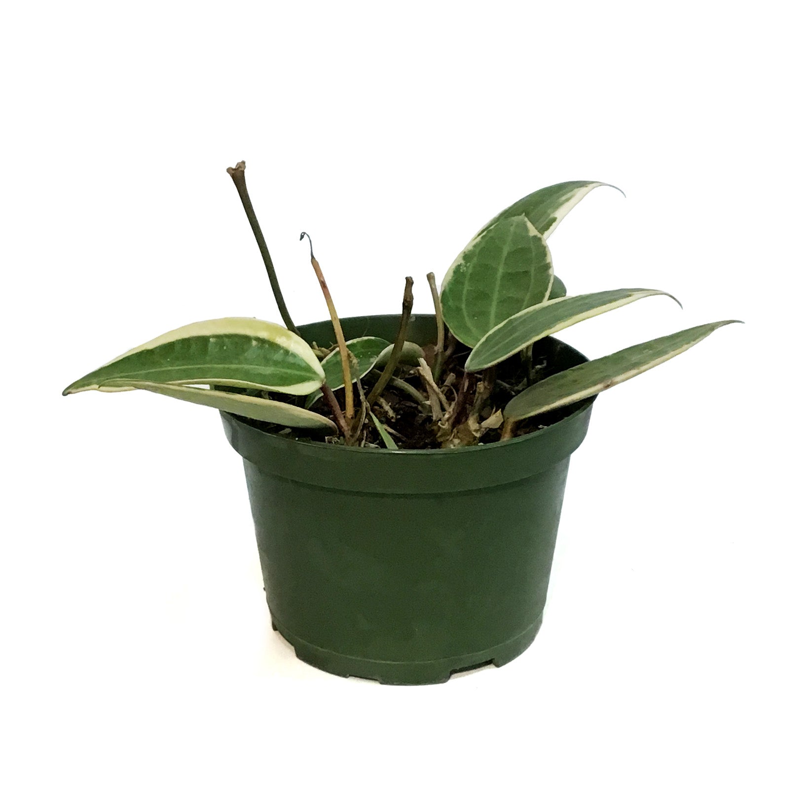 Exotic Plants – Tagged 